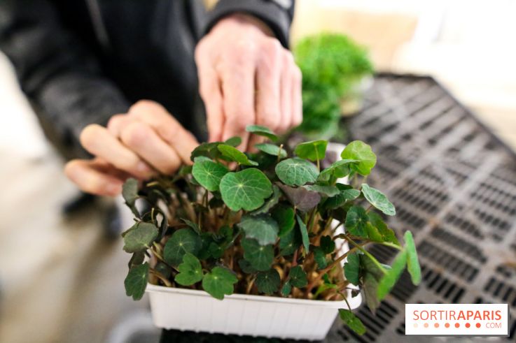 La Caverne, ferme urbaine bio à Paris, nos photos