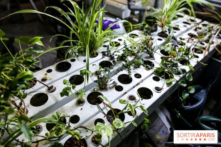 La Caverne, ferme urbaine bio à Paris, nos photos - IMG 2203