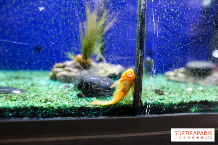 La Caverne, ferme urbaine bio à Paris, nos photos - IMG 2209