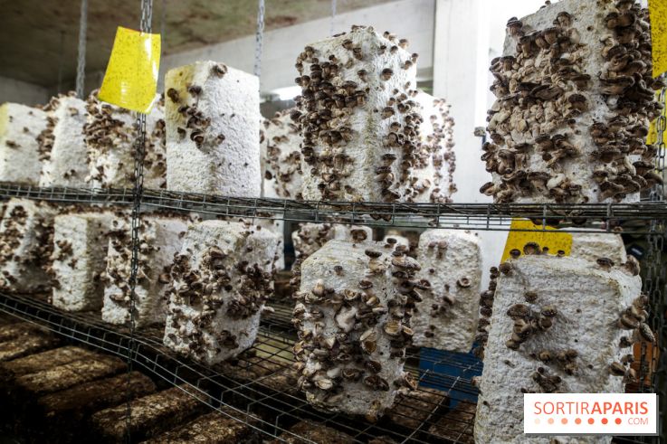 La Caverne, ferme urbaine bio à Paris, nos photos - IMG 2224