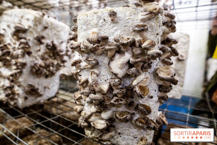 La Caverne, ferme urbaine bio à Paris, nos photos