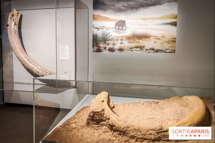 Dans la Seine : une expo de la Crypte archéologique dévoile les objets retrouvés dans la Seine  - IMG20240130101744