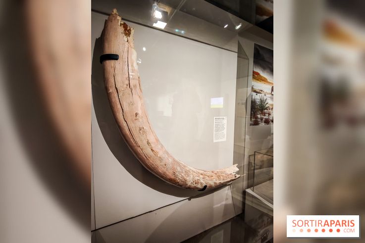 Dans la Seine : une expo de la Crypte archéologique dévoile les objets retrouvés dans la Seine  - IMG20240130094847