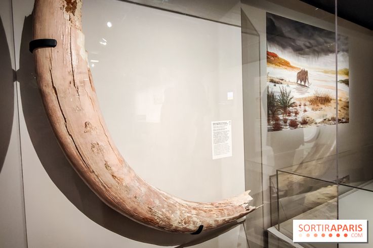 Dans la Seine : une expo de la Crypte archéologique dévoile les objets retrouvés dans la Seine  - IMG20240130094855