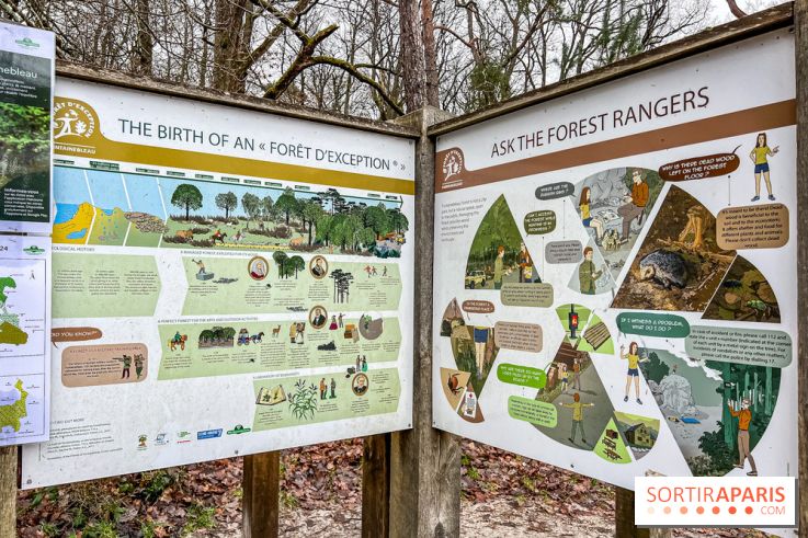 Le sentier de l'érosion à Fontainebleau - balade en forêt