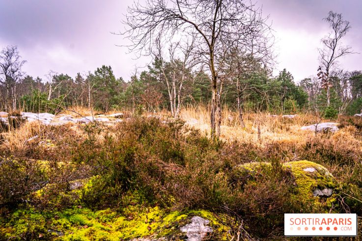 Le sentier de l'érosion à Fontainebleau - balade en forêt -  A7C4649