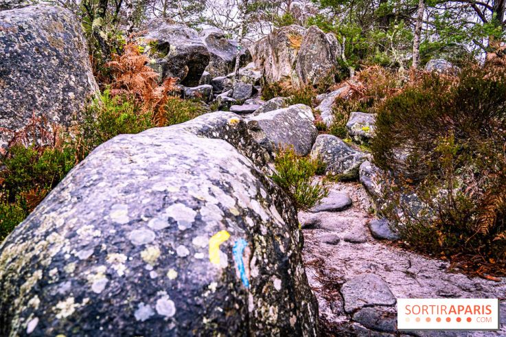 Le sentier de l'érosion à Fontainebleau - balade en forêt -  A7C4646