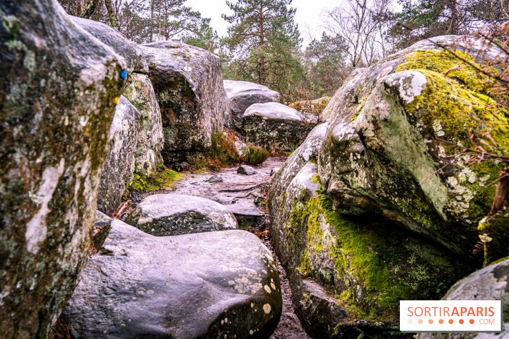 Le sentier de l'érosion à Fontainebleau - balade en forêt -  A7C4647