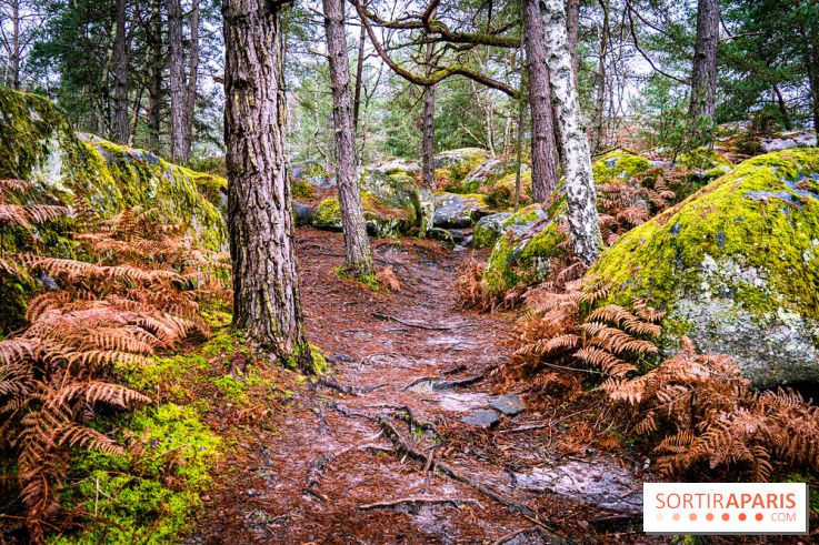 Le sentier de l'érosion à Fontainebleau - balade en forêt -  A7C4640