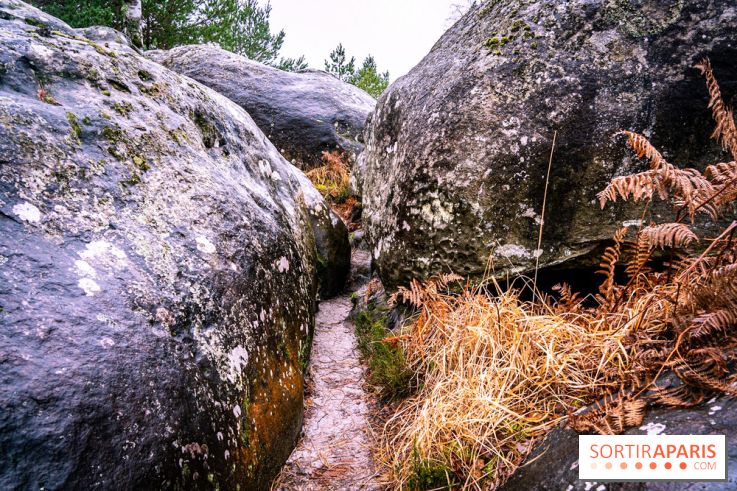 Le sentier de l'érosion à Fontainebleau - balade en forêt -  A7C4642