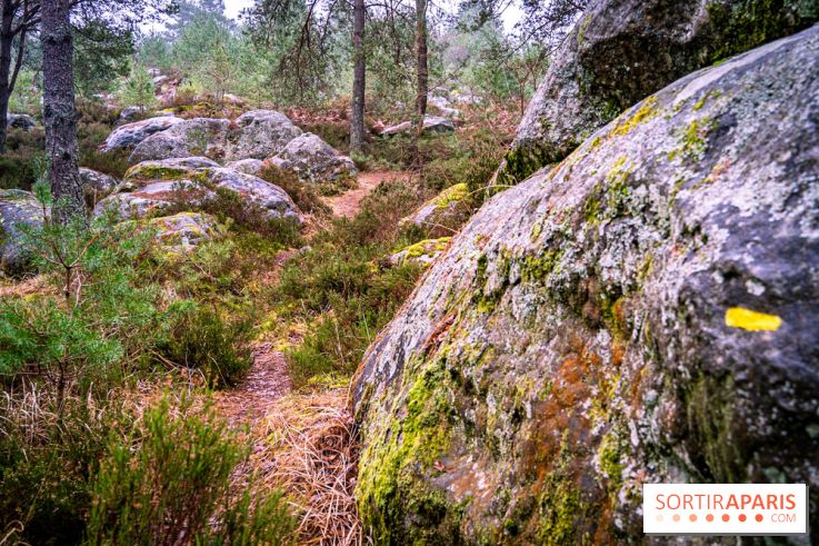 Le sentier de l'érosion à Fontainebleau - balade en forêt -  A7C4632