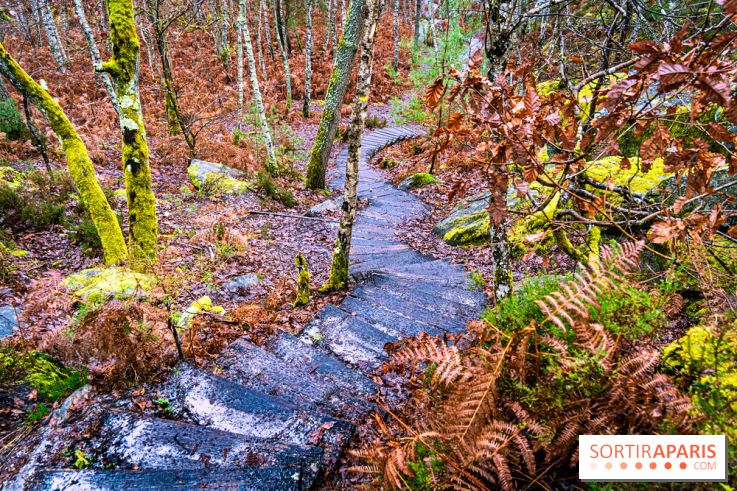 Le sentier de l'érosion à Fontainebleau - balade en forêt