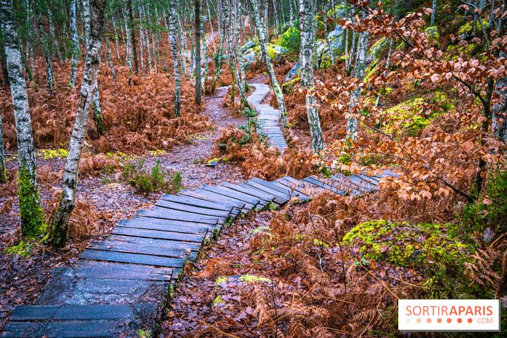 Le sentier de l'érosion à Fontainebleau - balade en forêt -  A7C4596 HDR