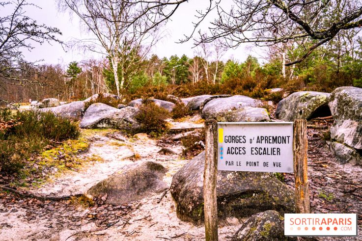 Le sentier de l'érosion à Fontainebleau - balade en forêt -  A7C4561