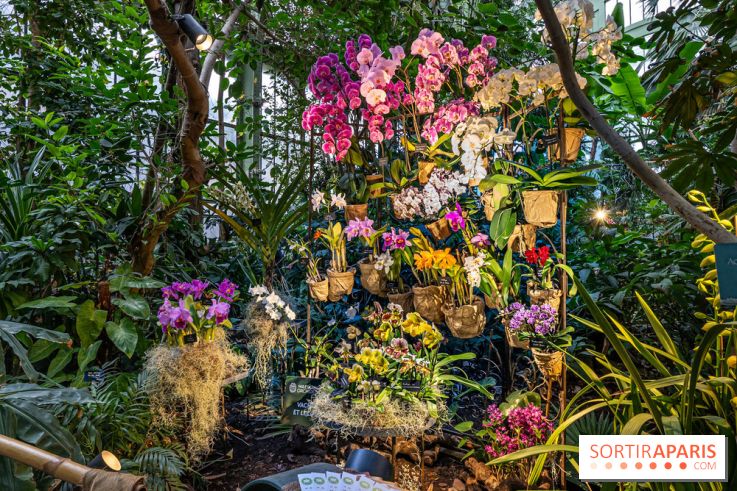 O Mie I Una De Orhidee 2025 Expozi Ia Floral Din Serele Mari Ale 1018680 1001 Orchidees 2024 Les Photos De L Exposition Florale Dans Les Grandes Serres Du Museum A7c5199