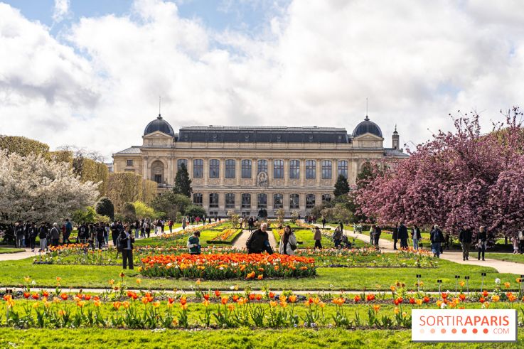 Visuel Paris 5e -  jardin des plantes - museum - printemps - cerisiers