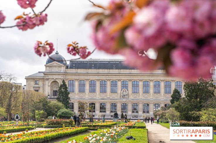 Visuel Paris 5e -  jardin des plantes - museum - printemps - cerisiers