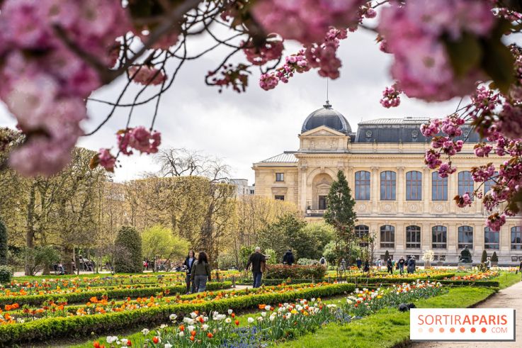 Visuel Paris 5e -  jardin des plantes - museum - printemps - cerisiers