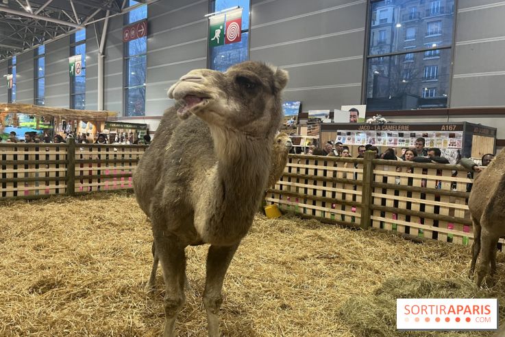 Salon de l'agriculture 2024