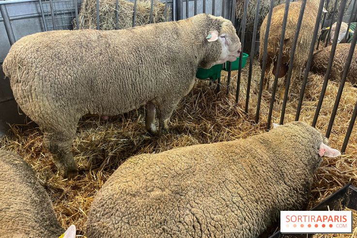 Salon de l'agriculture 2024 - image00049