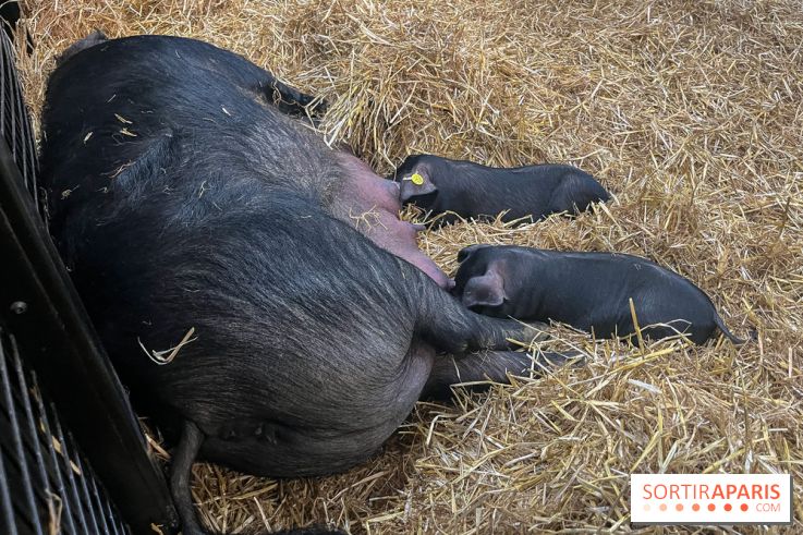 Salon de l'agriculture 2024 - image00030
