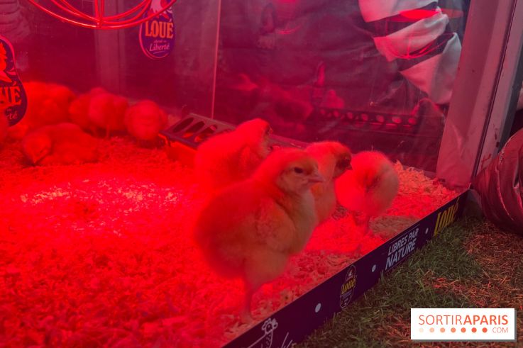 Salon de l'agriculture 2024
