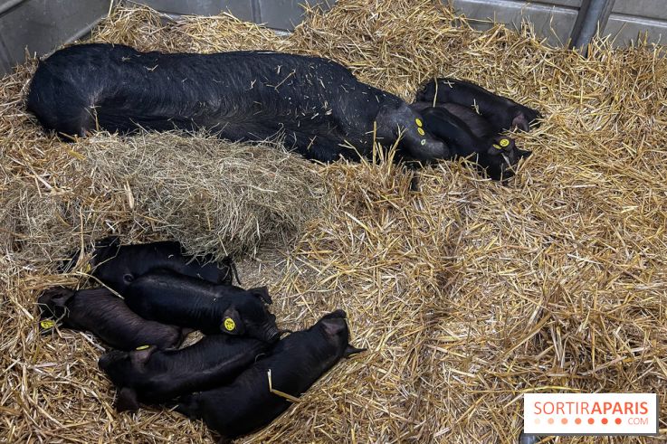 Salon de l'agriculture 2024 - image00029