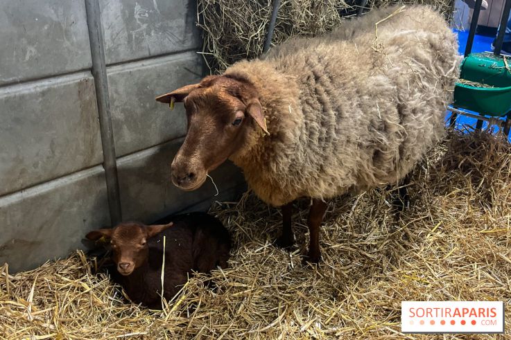 Salon de l'agriculture 2024 - image00020