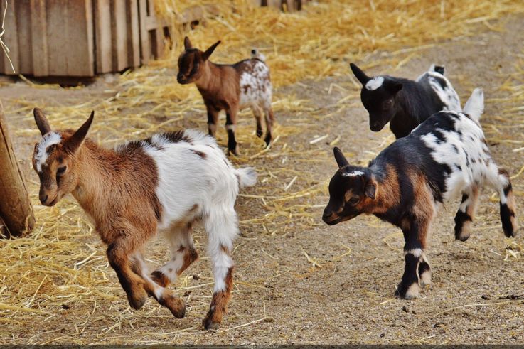 Pâques 2025 : la chasse aux œufs de Pâques de la Ferme de Maisons-Alfort