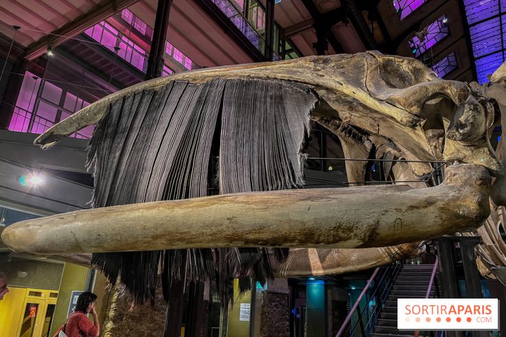 Grande Galerie de l'évolution- visuels 2024 - image00119