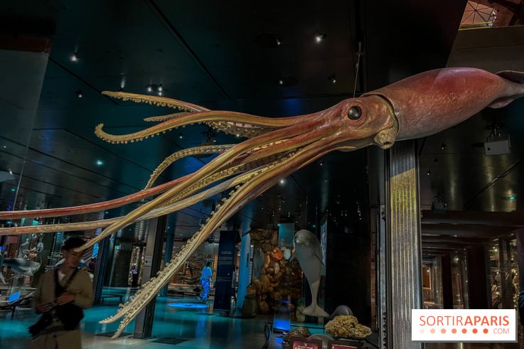 Grande Galerie de l'évolution- visuels 2024 - image00109