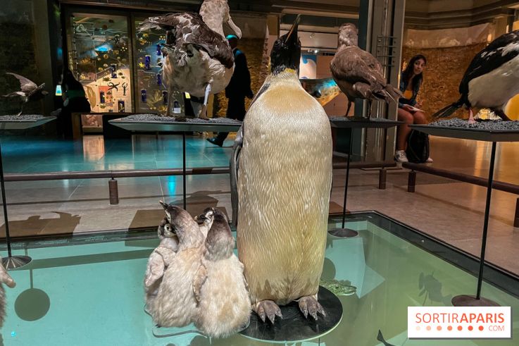 Grande Galerie de l'évolution- visuels 2024 - image00095