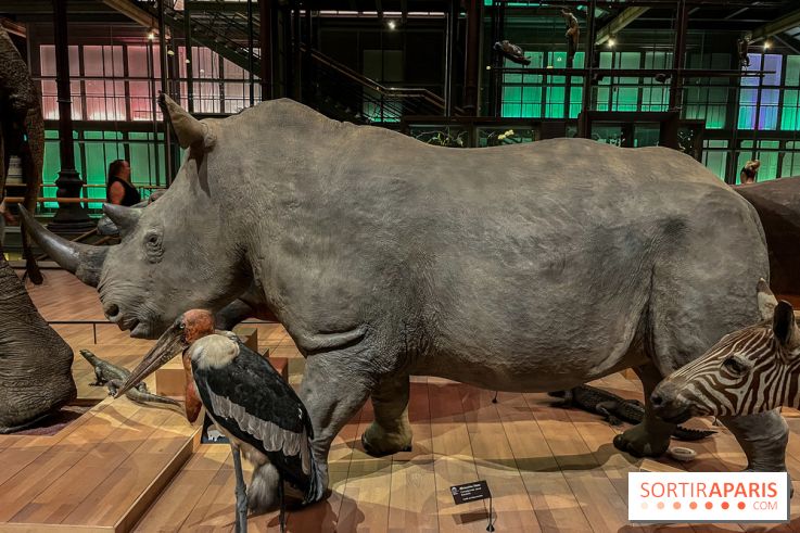 Grande Galerie de l'évolution- visuels 2024 - image00071