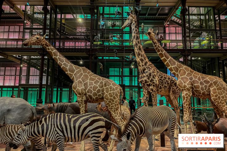 Grande Galerie de l'évolution- visuels 2024 - image00073