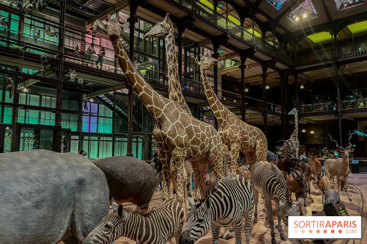 Grande Galerie de l'évolution- visuels 2024 - image00065