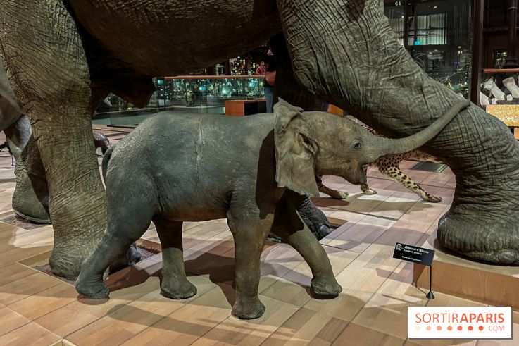 Grande Galerie de l'évolution- visuels 2024 - image00059