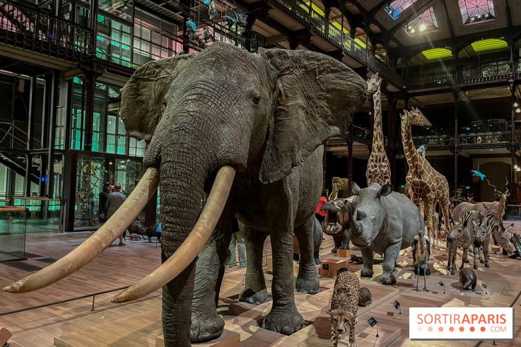 Grande Galerie de l'évolution- visuels 2024 - image00062