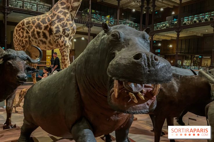 Grande Galerie de l'évolution- visuels 2024 - image00042