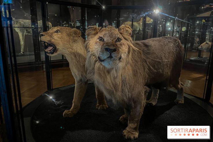 Grande Galerie de l'évolution- visuels 2024 - image00026