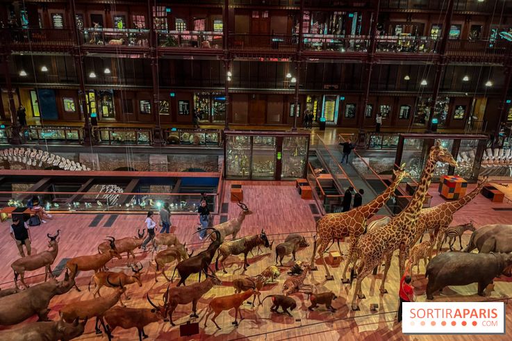 Grande Galerie de l'évolution- visuels 2024 - image00028