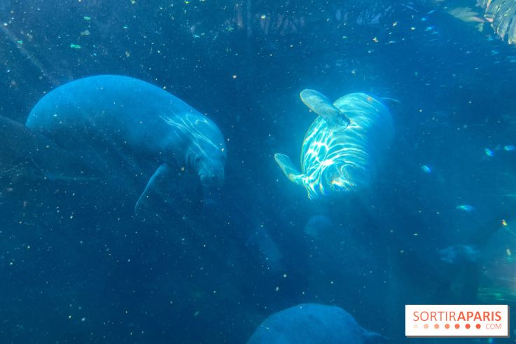 Zoo de Vincennes, Parc zoologique 2024 - nos photos - image00044