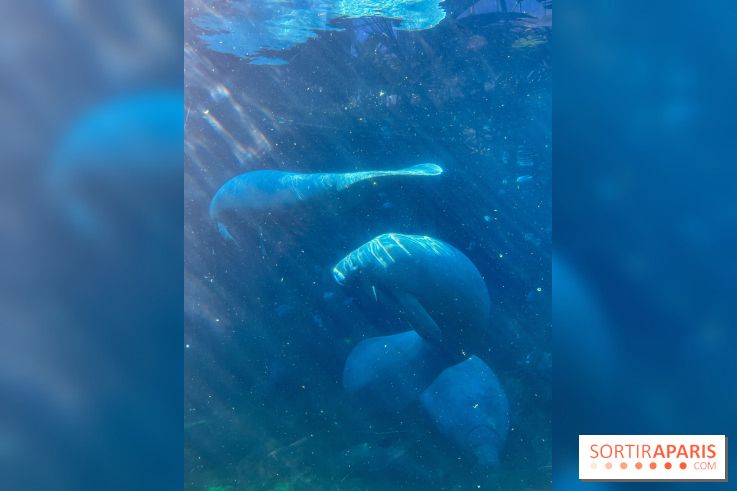 Zoo de Vincennes, Parc zoologique 2024 - nos photos - image00040