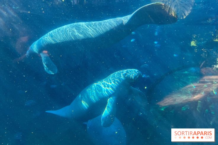 Zoo de Vincennes, Parc zoologique 2024 - lamantins