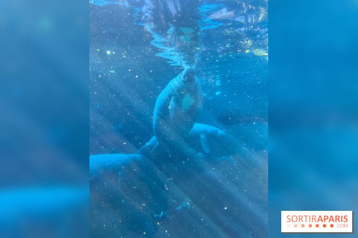 Zoo de Vincennes, Parc zoologique 2024 - nos photos - image00042