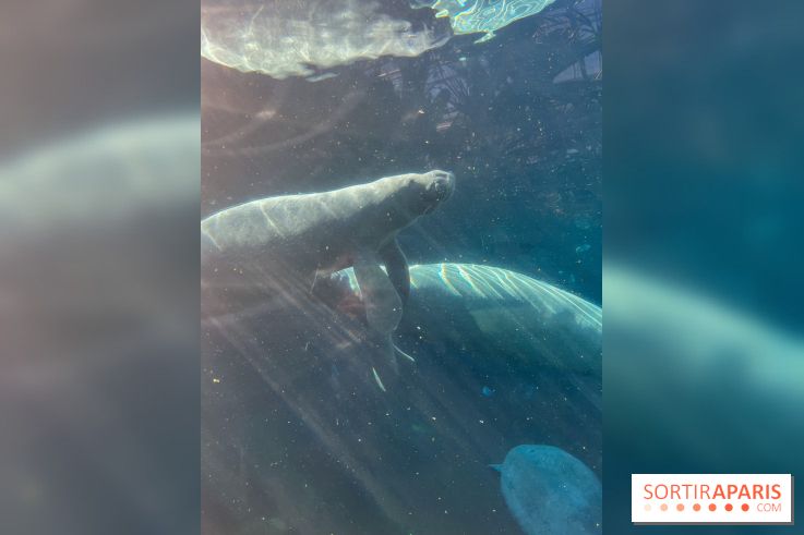 Zoo de Vincennes, Parc zoologique 2024 - nos photos - image00037