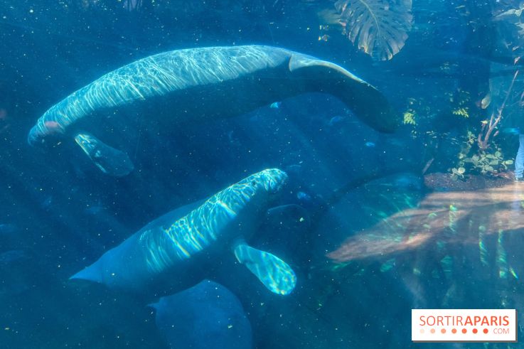 Zoo de Vincennes, Parc zoologique 2024 - nos photos - image00039