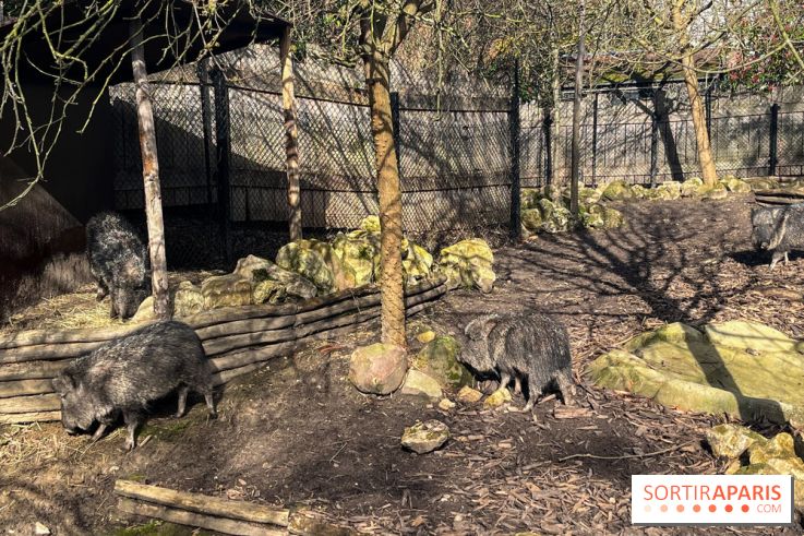 Zoo de Vincennes, Parc zoologique 2024 - pécaris