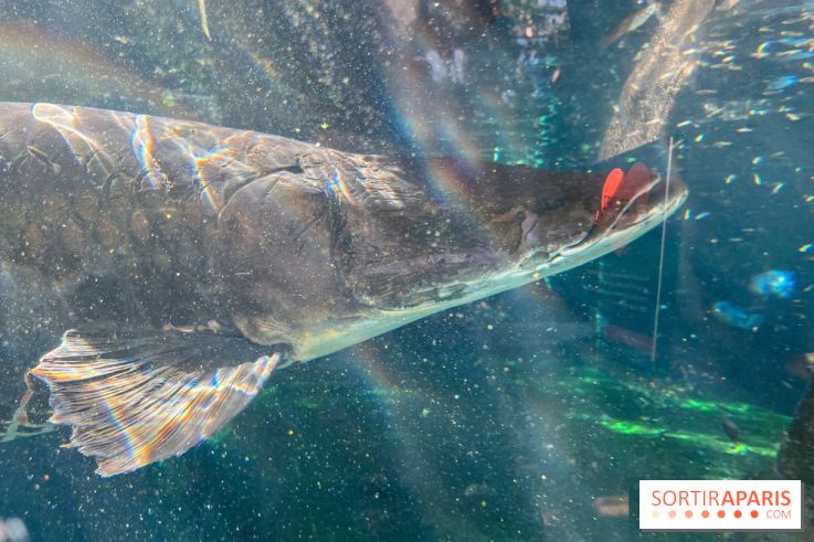 Zoo de Vincennes, Parc zoologique 2024 - poisson