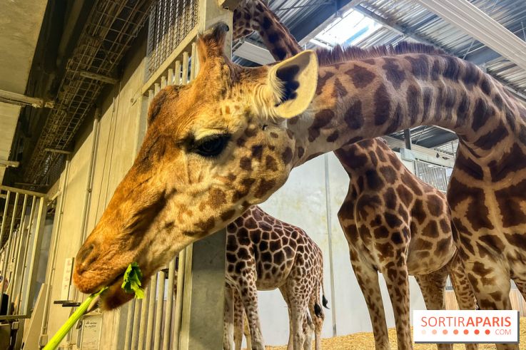 Zoo de Vincennes, Parc zoologique 2024 - girafes