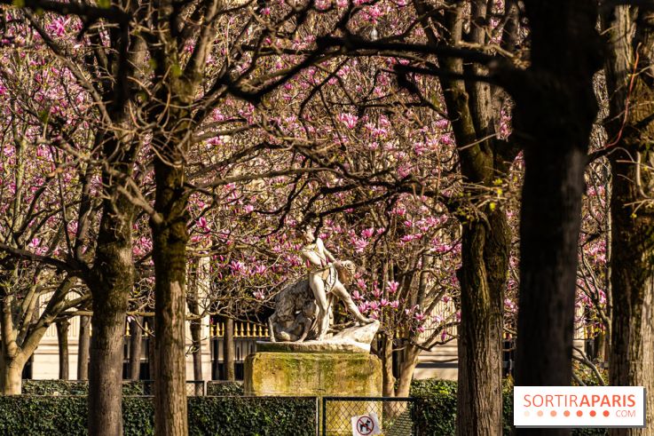 Les magnolias du Jardin du Palais Royal